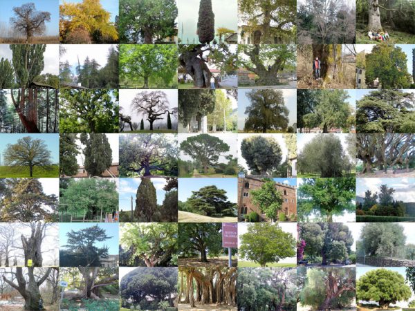 51-alberi-monumentali-su-florablog